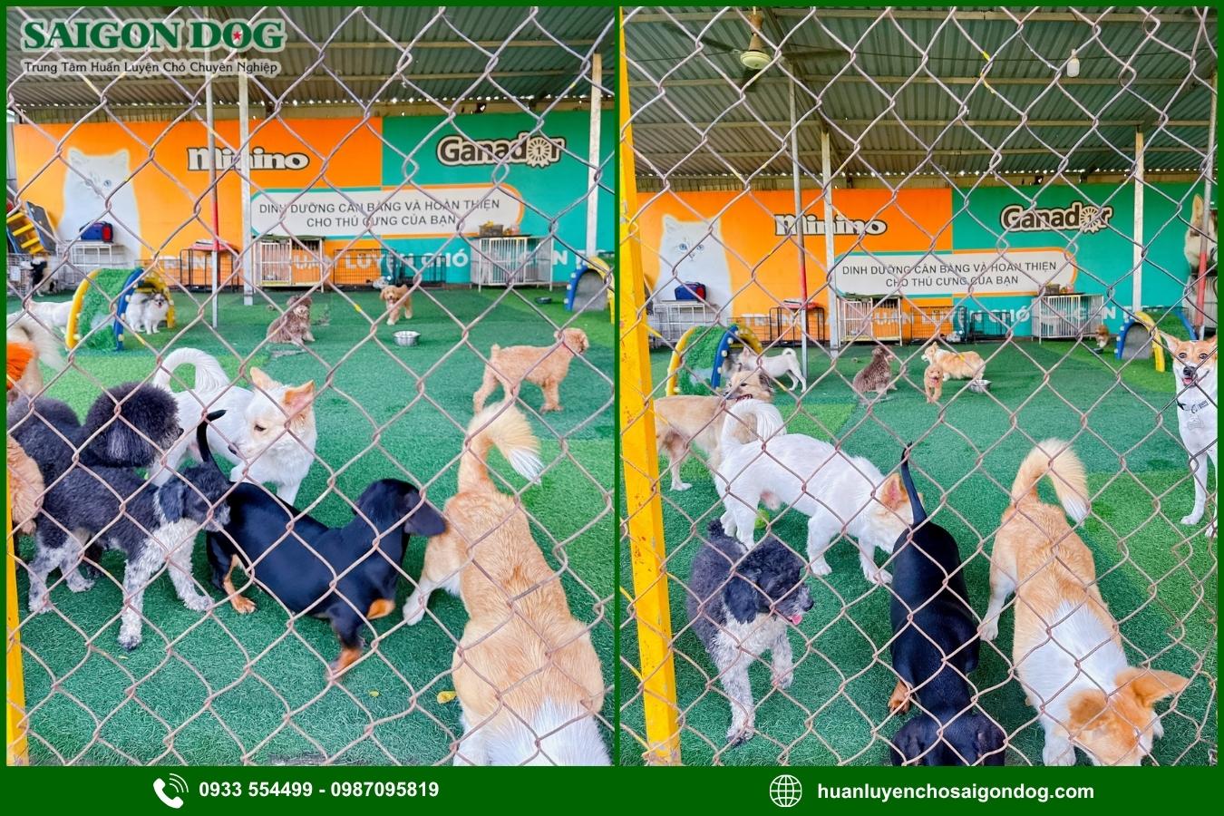 Ưu điểm dịch vụ huấn luyện chó theo yêu cầu của Sài Gòn Dog