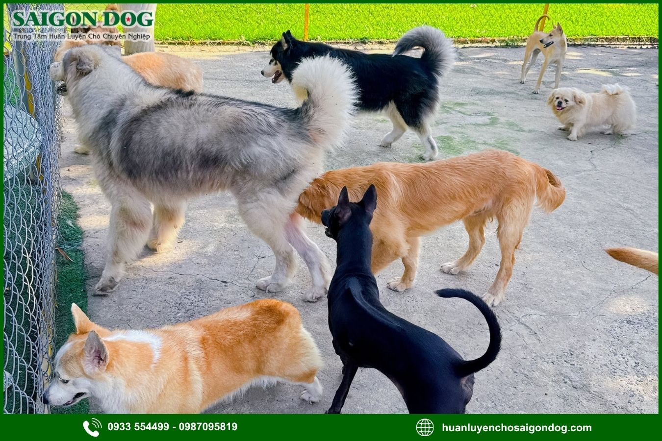 Ưu điểm khi chọn dịch vụ chăm sóc chó dài hạn 