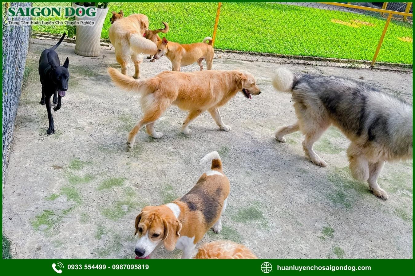 Ưu điểm khi chọn dịch vụ chăm sóc chó dài hạn 