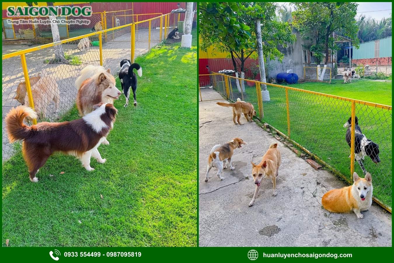 Ưu điểm khi chọn dịch vụ chăm sóc chó dài hạn 