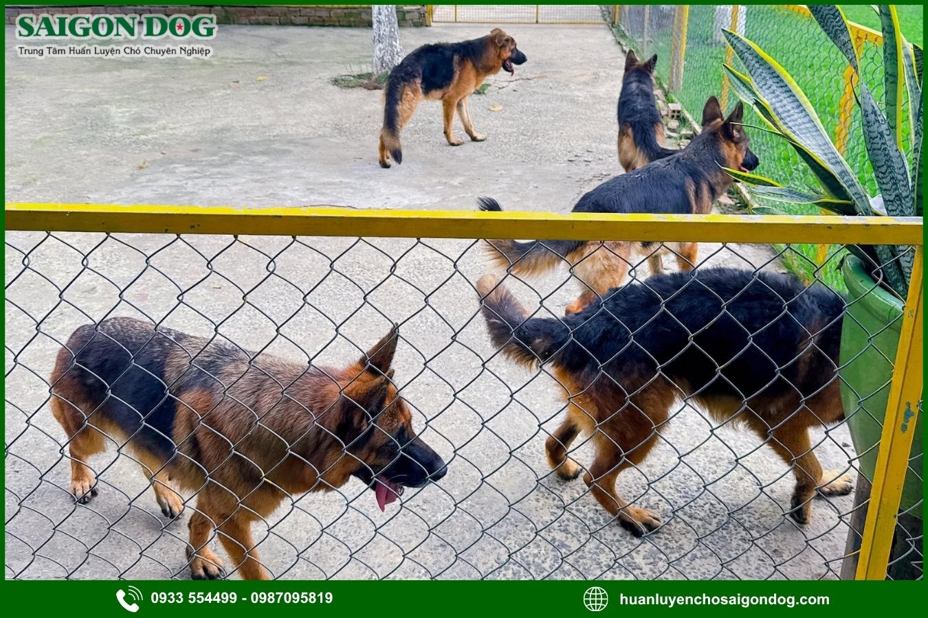 Ưu điểm khi chọn dịch vụ chăm sóc chó dài hạn 