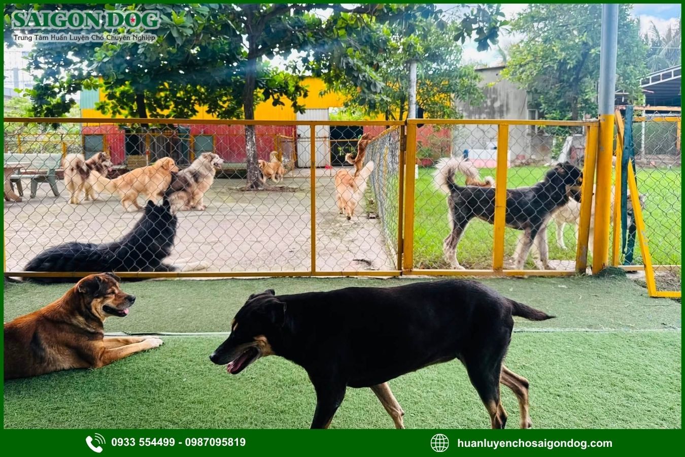Ưu điểm khi chọn dịch vụ chăm sóc chó ngắn hạn