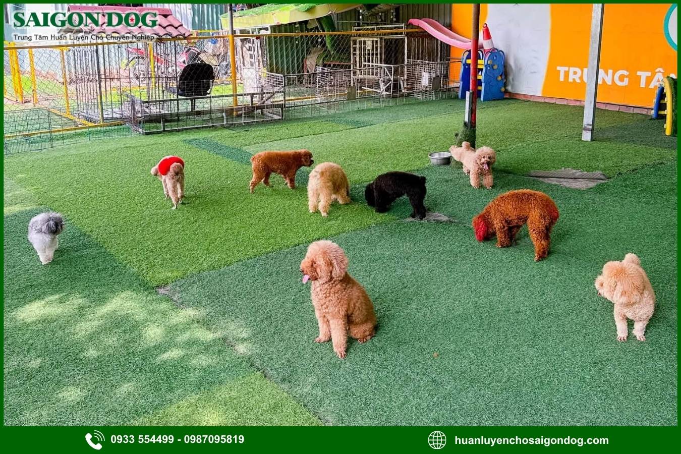 Ưu điểm khi chọn dịch vụ tư vấn, điều trị bệnh ở chó 