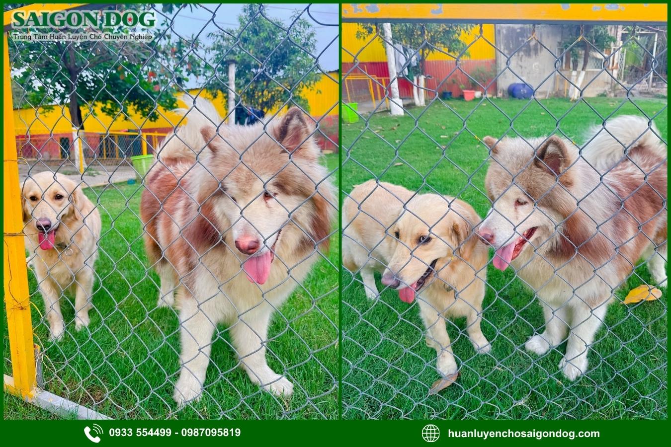 Vì sao nên chọn trại huấn luyện chó Alaska của Sài Gòn Dog?