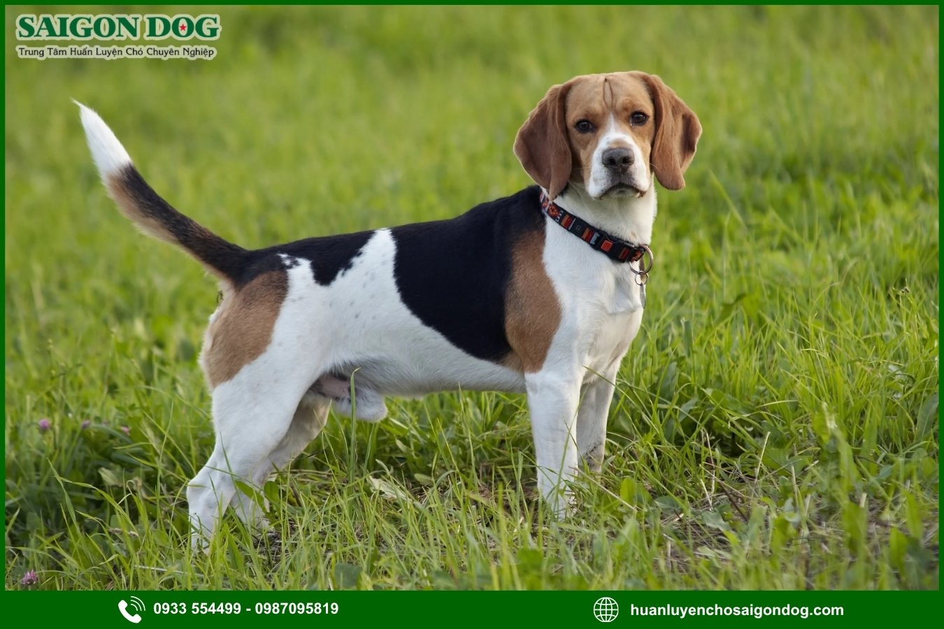 Vì sao nên chọn trại huấn luyện chó Beagle của Sài Gòn Dog?