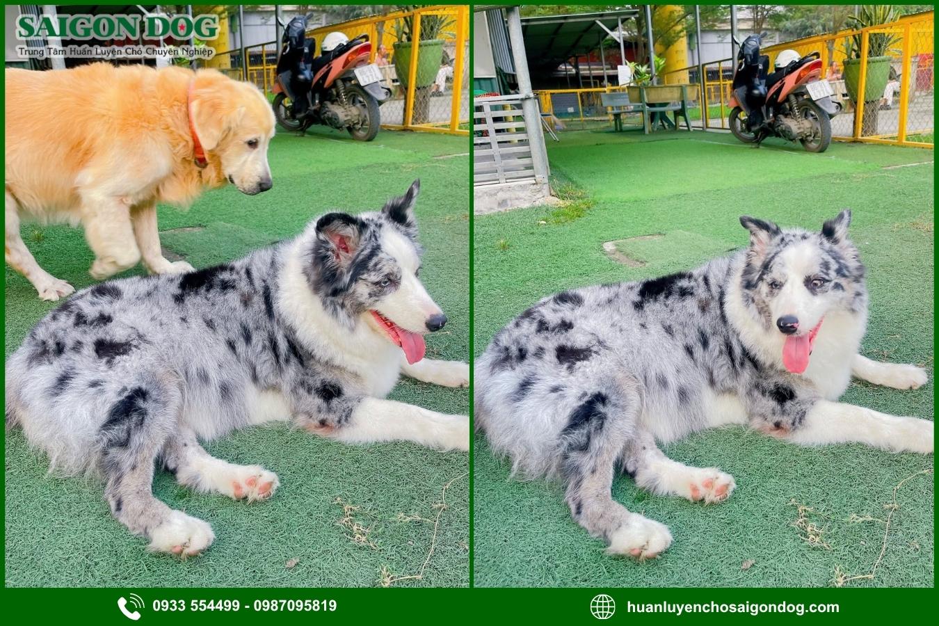 Vì sao nên chọn trại huấn luyện chó Border Collie của Sài Gòn Dog?