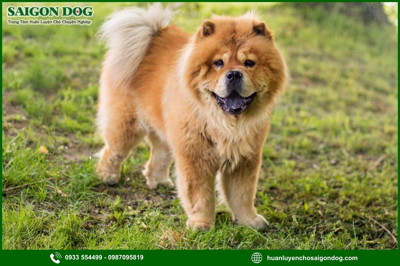Vì sao nên chọn trại huấn luyện chó Chow Chow của Sài Gòn Dog?