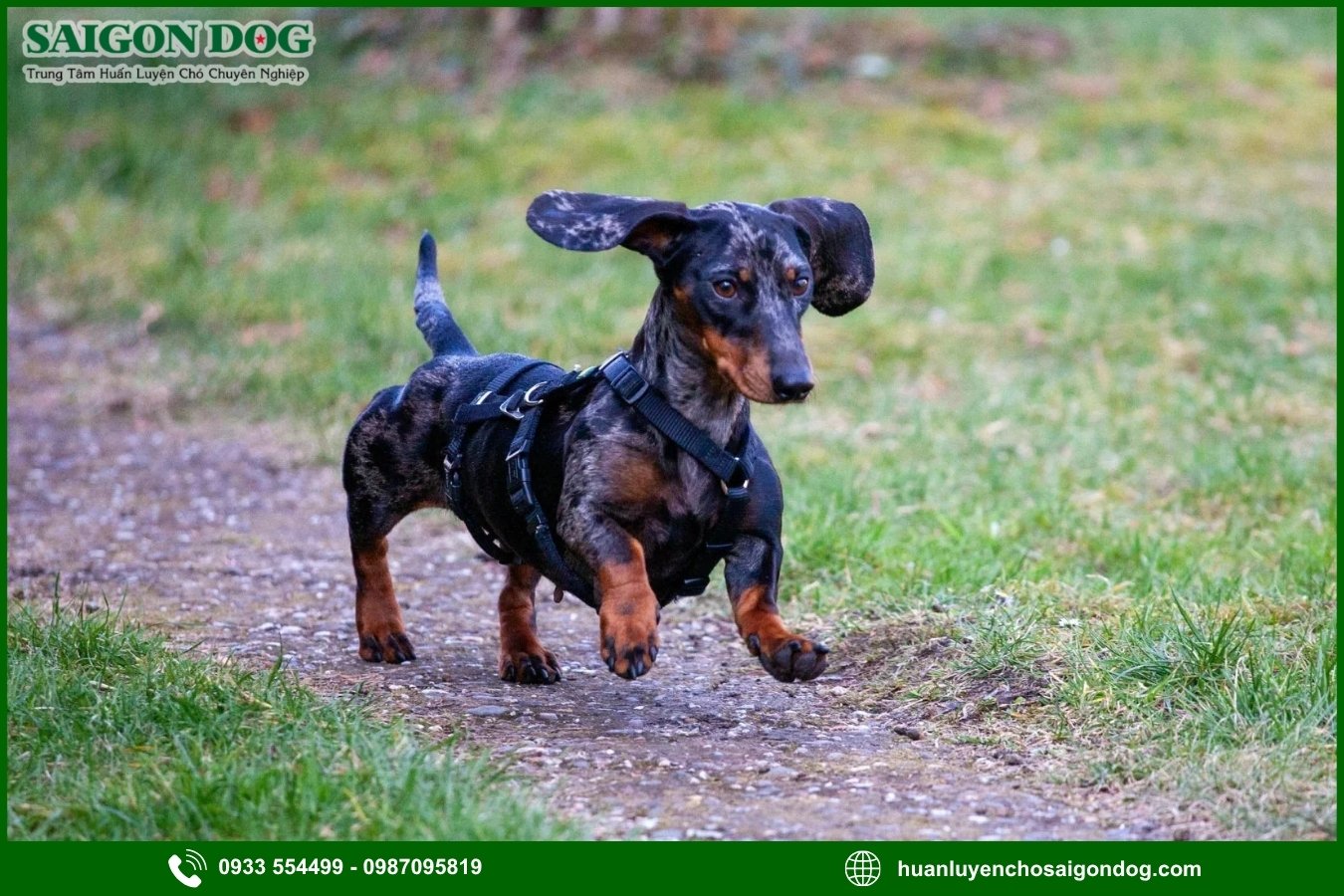 Vì sao nên chọn trại huấn luyện chó Dachshund của Sài Gòn Dog?