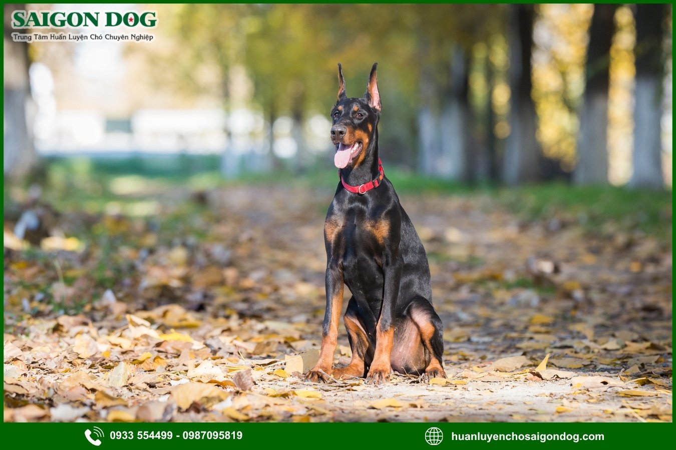 Vì sao nên chọn trại huấn luyện chó Doberman của Sài Gòn Dog?