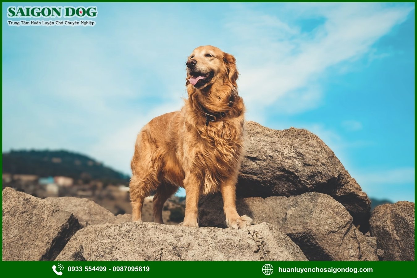 Vì sao nên chọn trại huấn luyện chó Golden của Sài Gòn Dog?