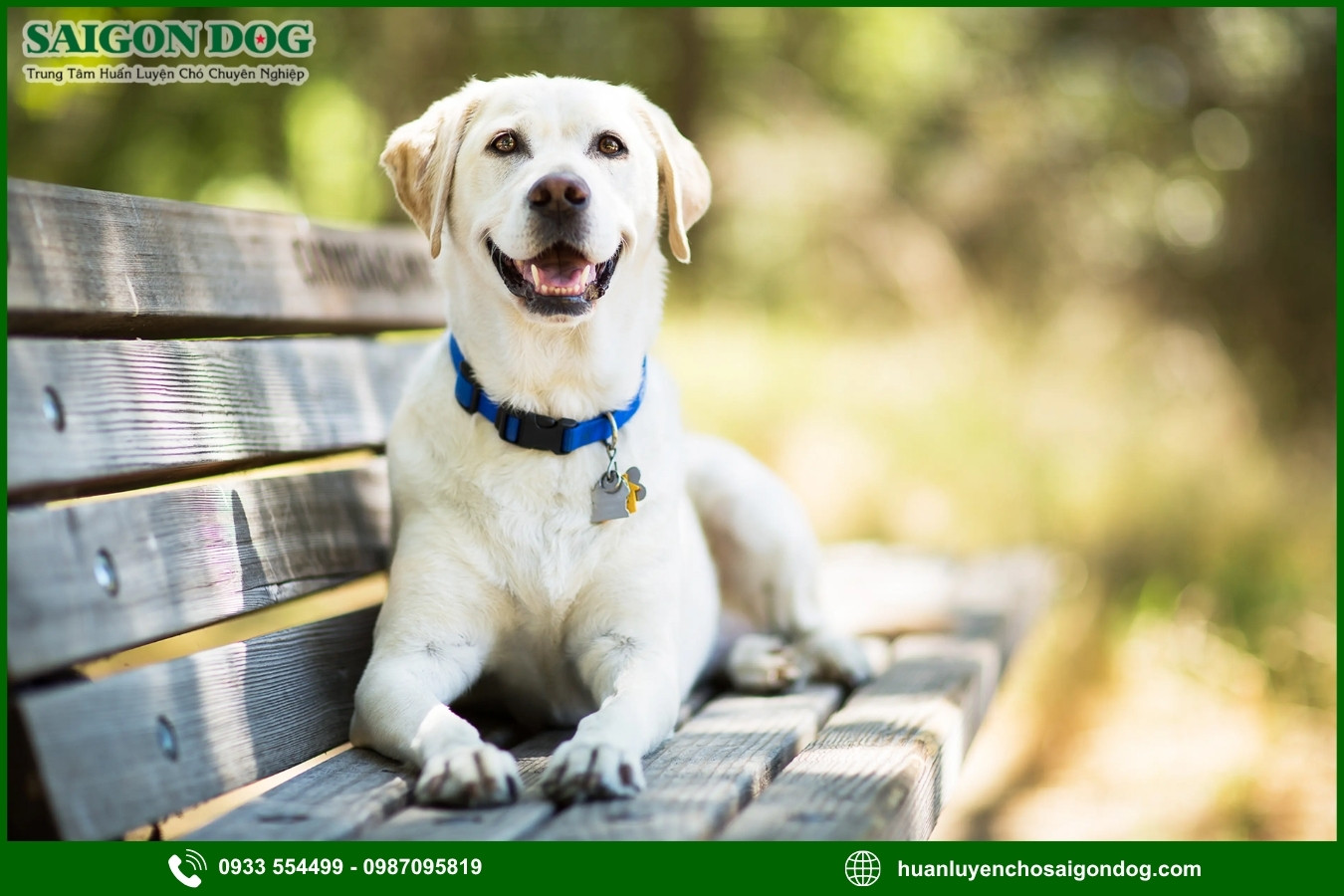 Vì sao nên chọn trại huấn luyện chó Labrador Retriever của Sài Gòn Dog?