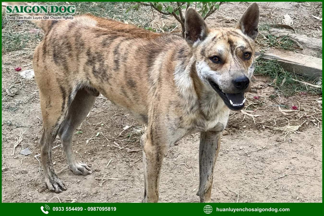 Vì sao nên chọn trại huấn luyện chó Phú Quốc của Sài Gòn Dog?