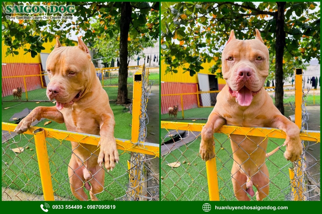 Vì sao nên chọn trại huấn luyện chó Pitbull của Sài Gòn Dog?