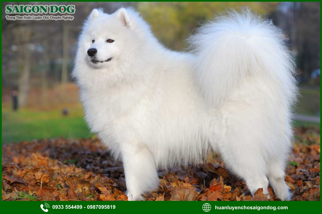 Vì sao nên chọn trại huấn luyện chó Samoyed của Sài Gòn Dog?
