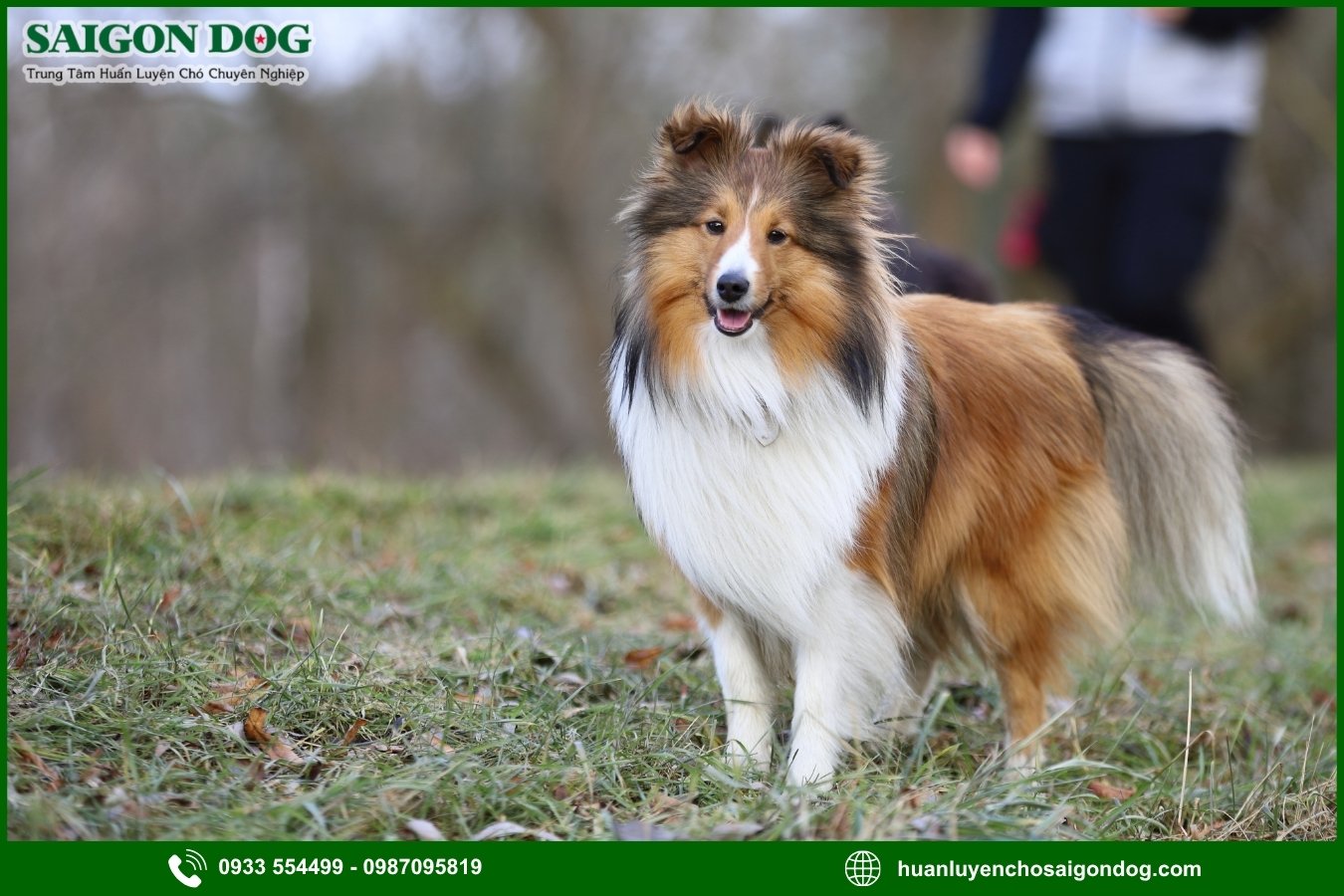 Vì sao nên chọn trại huấn luyện chó Shetland của Sài Gòn Dog?