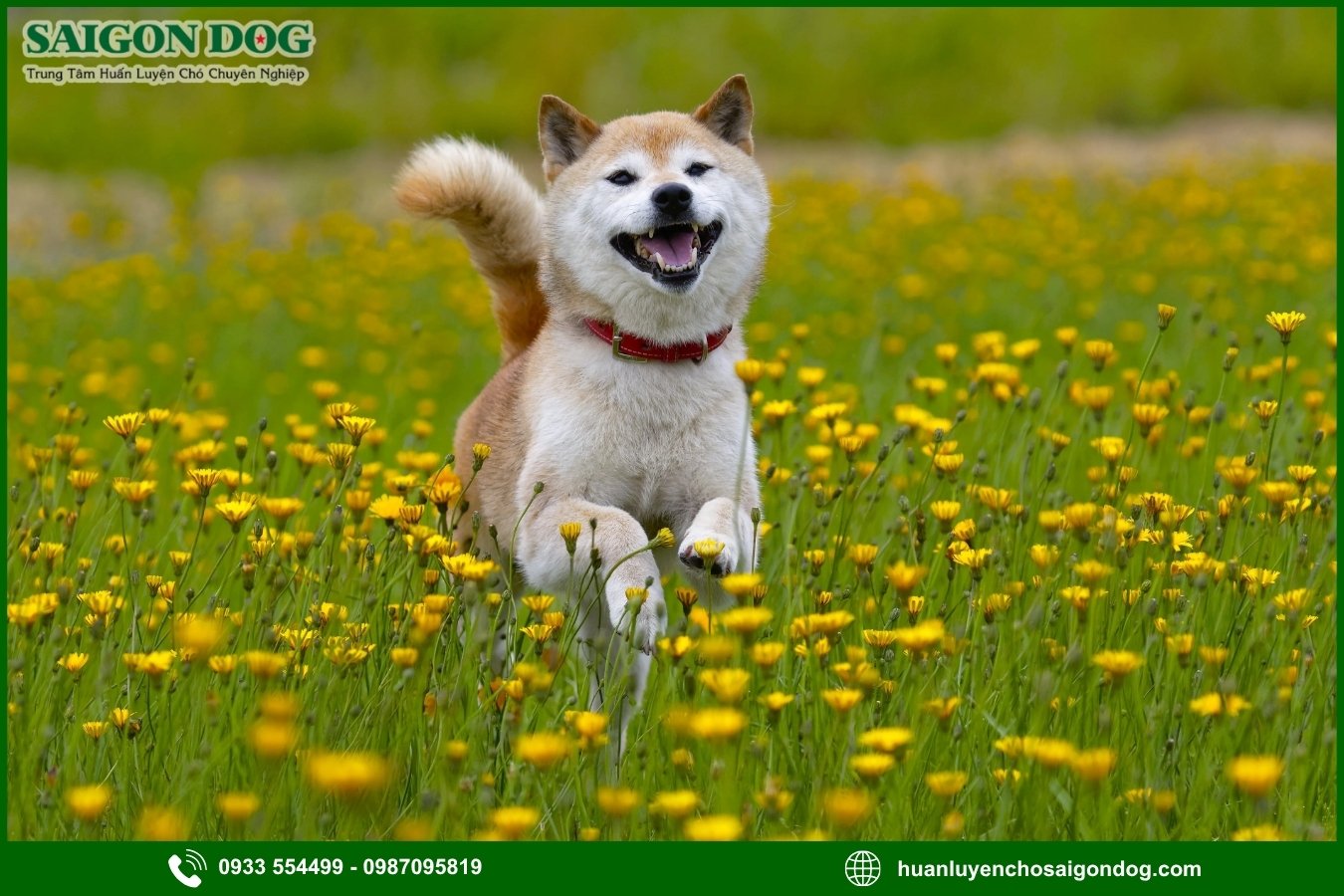 Vì sao nên chọn trại huấn luyện chó Shiba của Sài Gòn Dog?